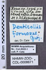 Etiketten zu Denticollis formosus (NHMW-ZOO-COL-0008671)